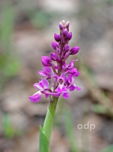 Early Purple Orchid, Orchis mascula, Alan Prowse